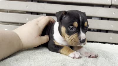 Gemma, a female American Bully for sale in Ligonier, IN – 4 of 4