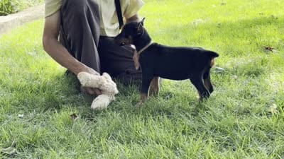 Arabelle , a female Doberman Pinscher for sale in Ligonier, IN – 6 of 6
