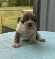 Nova, a female English Bulldog and Olde English Bulldogge for sale in Ligonier, IN – 4 of 4