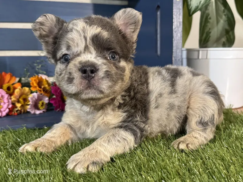 Gabriel – French Bulldog puppy for sale in Ligonier, IN