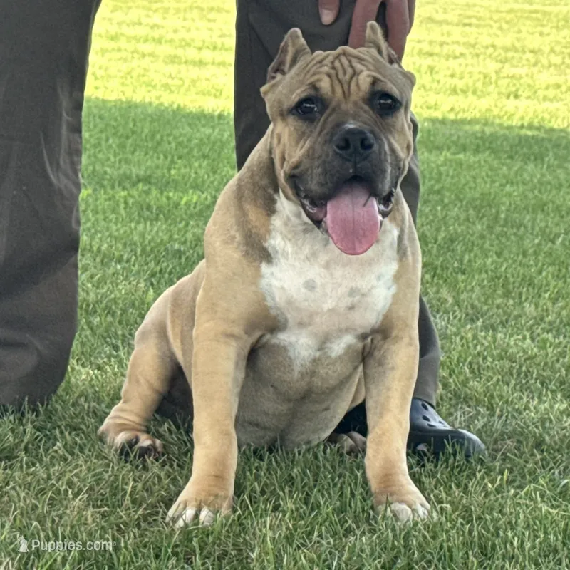 Flora – American Bully puppy for sale in Ligonier, IN