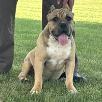 Flora, a female American Bully for sale in Ligonier, IN – 1 of 4