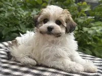 Belle, a female Havapoo for sale in Ligonier, IN – 2 of 5