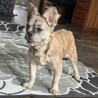 Caitlyn, a female French Bulldog for sale in Ligonier, IN – Photo 1 of 3
