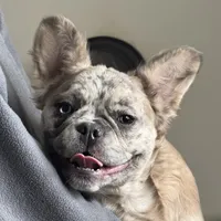 Caitlyn, a female French Bulldog for sale in Ligonier, IN – Photo 3 of 3