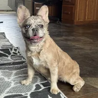 Caitlyn, a female French Bulldog for sale in Ligonier, IN – Photo 2 of 3