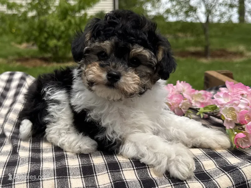 Hans – Poodle - Toy  puppy for sale in Ligonier, IN