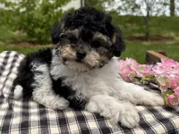 Hans, a male Poodle - Toy  for sale in Ligonier, IN – 1 of 6