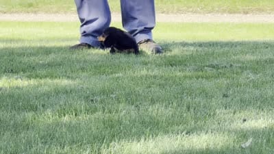 Devo, a male Dachshund for sale in Ligonier, IN – 4 of 4