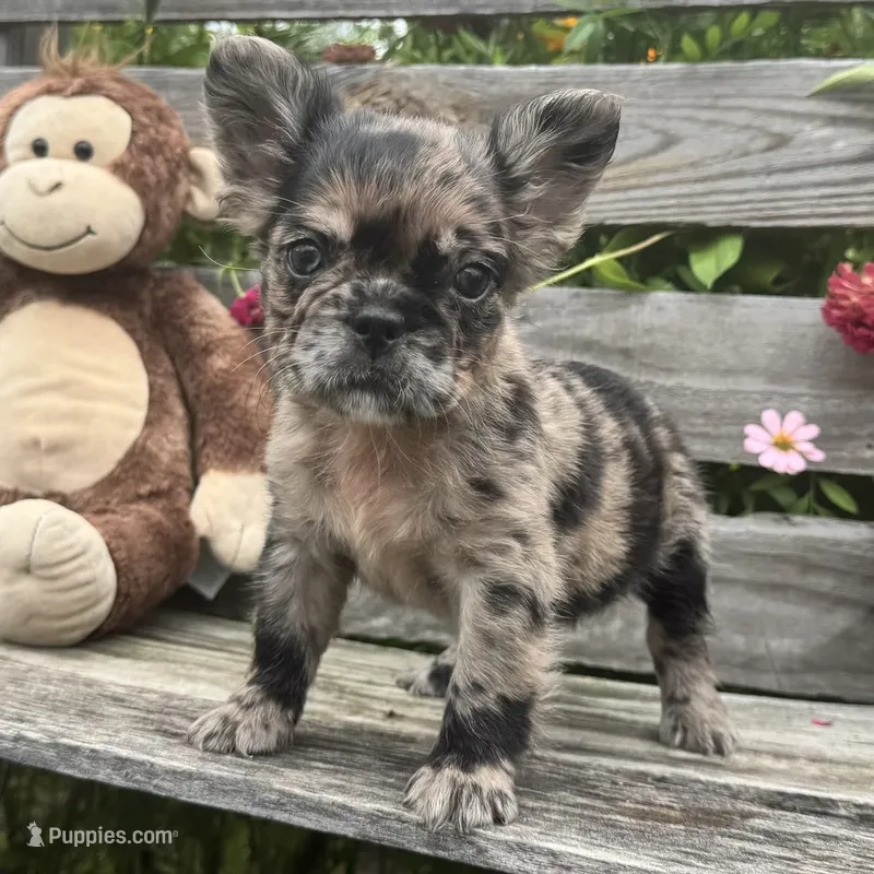 Harper – French Bulldog puppy for sale in Ligonier, IN