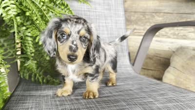 Sadie, a female Dachshund for sale in Ligonier, IN – 5 of 5