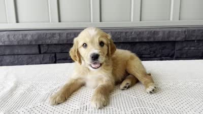 Teddy, a male Irish Doodle for sale in Ligonier, IN – 4 of 4