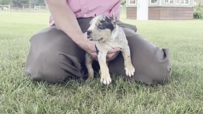 Havoc, a male American Bully for sale in Ligonier, IN – 9 of 9