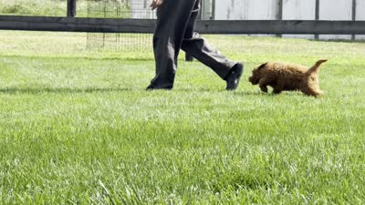 Tyler, a male Poodle - Miniature  for sale in Ligonier, IN – 4 of 4