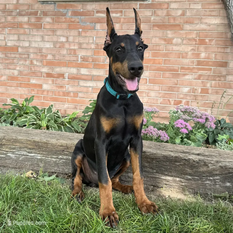Zuri – Doberman Pinscher puppy for sale in Ligonier, IN