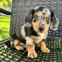 Dominic , a male Dachshund for sale in Ligonier, IN – 5 of 6