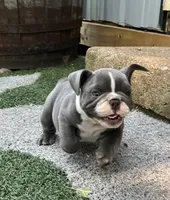 Tatum , a female English Bulldog and Olde English Bulldogge for sale in Ligonier, IN – 2 of 3