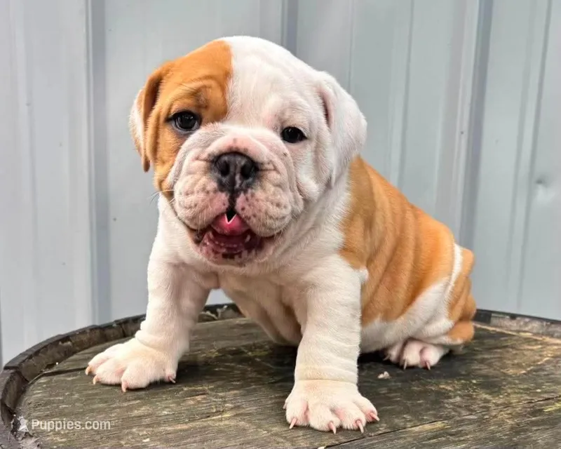 Lane  – English Bulldog, Olde English Bulldogge puppy for sale in Ligonier, IN