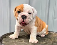 Lane , a male English Bulldog and Olde English Bulldogge for sale in Ligonier, IN – 1 of 4