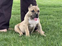 Flora, a female American Bully for sale in Ligonier, IN – 5 of 7