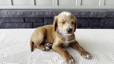 Waldo, a male Irish Doodle for sale in Ligonier, IN – 5 of 5