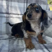 Dominic , a male Dachshund for sale in Ligonier, IN – 3 of 4