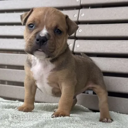 Gage – American Bully puppy for sale in Ligonier, IN