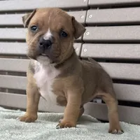 Gage, a male American Bully for sale in Ligonier, IN – 1 of 4