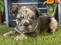 Girlie, a female French Bulldog for sale in Ligonier, IN – 3 of 5