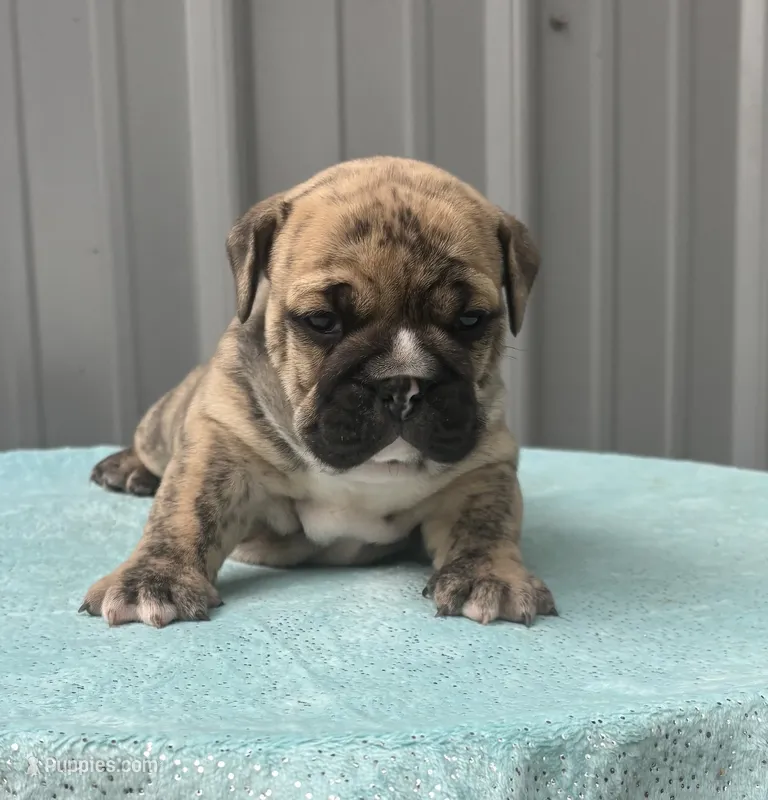 Nikki – English Bulldog, Olde English Bulldogge puppy for sale in Ligonier, IN