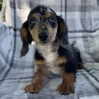 Dominic , a male Dachshund for sale in Ligonier, IN – 2 of 4