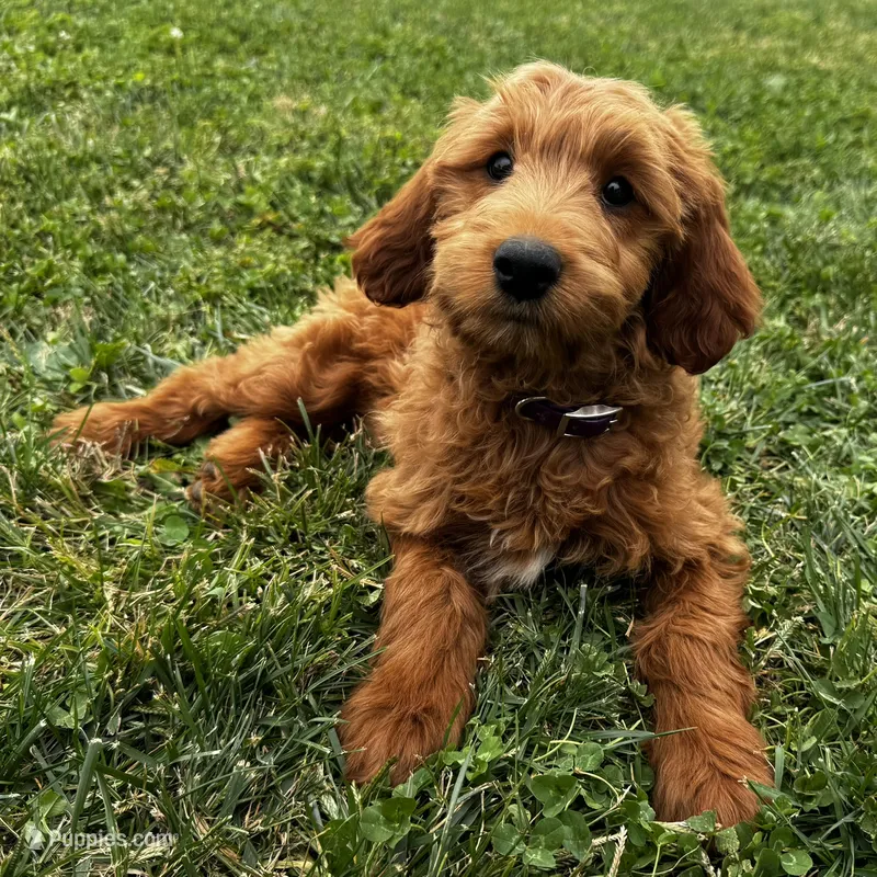 Cinnamon – Irish Doodle puppy for sale in Ligonier, IN