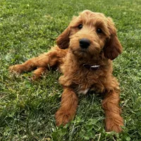 Cinnamon, a female Irish Doodle for sale in Ligonier, IN – 1 of 4