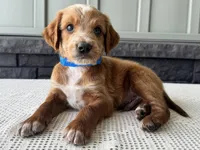 Waldo, a male Irish Doodle for sale in Ligonier, IN – 3 of 5