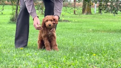 Cinnamon, a female Irish Doodle for sale in Ligonier, IN – 4 of 4