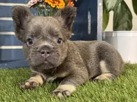 Gabbie, a female French Bulldog for sale in Ligonier, IN – 4 of 5