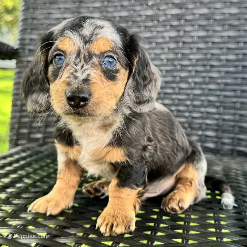 Dominic  – Dachshund puppy for sale in Ligonier, IN