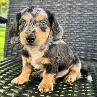 Dominic , a male Dachshund for sale in Ligonier, IN – 1 of 6