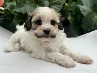 Belle, a female Havapoo for sale in Ligonier, IN – 2 of 5