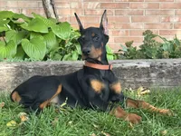 Briar, a female Doberman Pinscher for sale in Ligonier, IN – 3 of 5