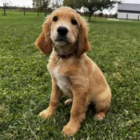 Teddy, a male Irish Doodle for sale in Ligonier, IN – 3 of 4
