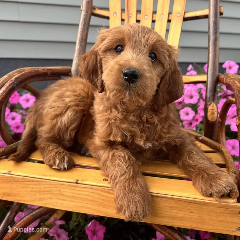 Ginger – Irish Doodle puppy for sale in Ligonier, IN