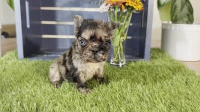 Harper, a female French Bulldog for sale in Ligonier, IN – 5 of 5