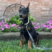 Zinnia, a female Doberman Pinscher for sale in Ligonier, IN – 6 of 7