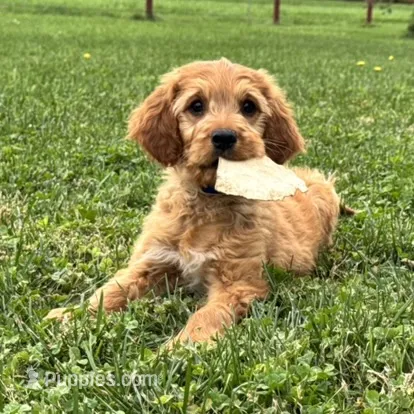 Billy – Goldendoodle, Irish Setter puppy for sale in Ligonier, IN