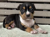 Gemma, a female American Bully for sale in Ligonier, IN – 3 of 4