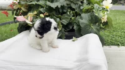 Betsy, a female Havapoo for sale in Ligonier, IN – 5 of 5