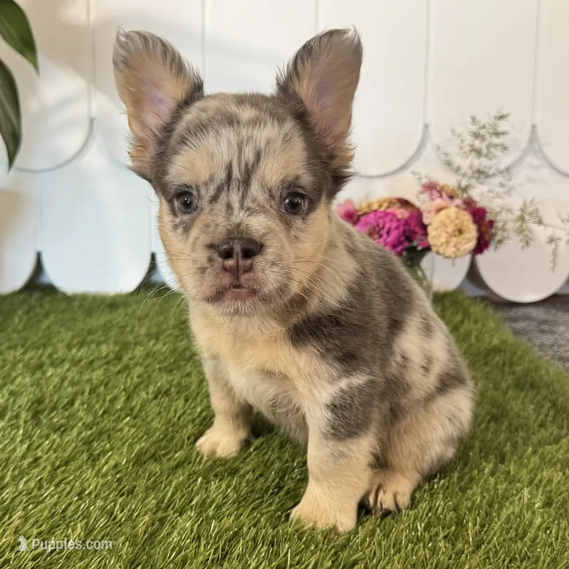 Grace – French Bulldog puppy for sale in Ligonier, IN