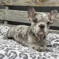 Frisk, a male French Bulldog for sale in Ligonier, IN – 2 of 4