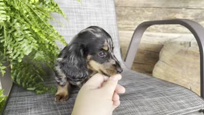Sara, a female Dachshund for sale in Ligonier, IN – 4 of 4